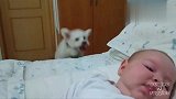狗狗为了逗宝宝开心，上蹿下跳飞檐走壁，把看家本领全都使出来了