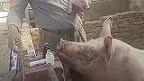 母爱是不分物种的！农村大叔抱着猪崽打针时，猪妈妈急了！