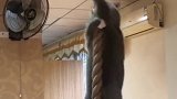 猫：我来人间修行来喵 下山