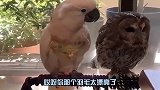 这年头鹦鹉都比我会撩妹