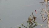 七星漂钓草边，1米多宽的小水沟里，鲫鱼太多了