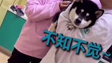 江苏一宠物医生忽悠狗狗打针的视频爆红网络，打完针就变脸，杀伤力不大，侮辱性极强 打针不哭