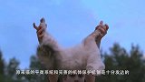 猫咪是否真的摔不死，国外一男子做起试验，结果超出想象