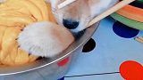 这是个啥菜呀