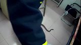 广东一厂企办公室天花板惊现1米长蛇 抓捕现场太惊险了