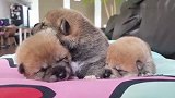 三只胖嘟嘟的小柴犬挤在一起睡觉，中间这只太不安分了