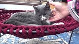 养的猫咪脾气太好是一种怎样的体验？可以像包子一样揉