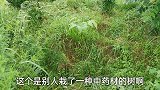 青草不是那么好用的，三只公羊拉稀，效果立现！