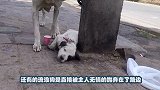 一只饿得只剩皮包骨的流浪狗，巧遇好心人，被救后华丽变身