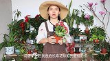 长寿花这样修剪，剪一盆旺一盆，哗啦啦开花不停
