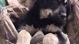 小狗狗有大梦想！幼犬提前实现巡逻梦，以后就是军犬了