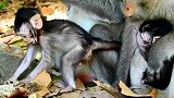 猴宝宝那么害怕，大猴子不允许猴宝宝得到牛奶，甚至猴宝宝被抓