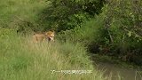 豹子刚刚捕食完成，野狗就闻风赶到，吓得豹子赶紧上树！