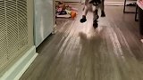 狗子：这穿上新鞋子走路太别扭了！