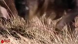 狮子咬住角马脖子，不料角马发狂，狮子险些惨死