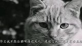 为啥猫咪不能接近死人？这不是迷信，看完涨知识了