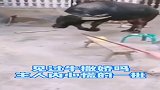 当牛也学会了撒娇，你离我远点，我有点害怕！