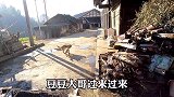 中华田园犬豆豆，出门偶遇大公鸡，豆豆对大公鸡展开猛烈攻势