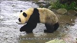 大熊猫：站住！扫把是我捡到的，快还给我！这也太搞笑了
