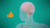 人的大脑的有多厉害，相当于什么水平的和