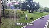 撕咬母女的4条大型犬系杂交品种，律师：犬主若过失致人轻伤，不构成犯罪