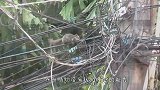 一群鸟飞累了，集体落到电线上休息，谁知意外却发生了！