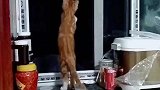 猫：主人这里有好多虫子呀，我来帮你抓住！