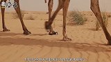 世界上最干旱的地方不是沙漠，而是这个地方，年降水量几乎为0