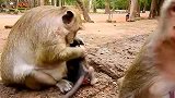 猴妈揪住小猴子的耳朵，它还是要喝奶，挡不住的无奈