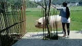 养了四年的猪，胖嘟嘟真可爱