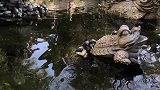 白鹅浮绿水红掌拨清波