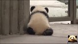 超级软糯的熊猫宝宝已上线！为什么要这么可爱？