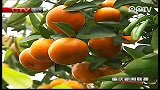 长寿：晚熟柑橘走俏市场
