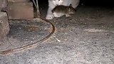 猫：别挣扎了，今天的晚饭就是你了！
