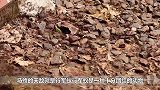 上百万只行军蚁搭成数米“蚂蚁桥”，将蜂巢洗劫一空，场面震撼