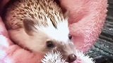 刺猬妈妈试图把小刺猬叼回家，结果试了半天发现无从下嘴