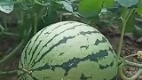 原来西瓜是这样长的，眼前这一幕，我还是第一次见