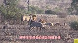 斑马妈妈救子心切，上去就是将狮子一顿狂揍，镜头记录精彩过程