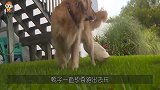 把狗惹急眼的后果，这只金毛真发飙了，全程爆笑