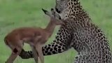 花豹利用小鹿引诱大鹿豹子的利爪，把小鹿抓的伤痕累累