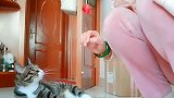 猫：打我干啥，信不信我挠死你！