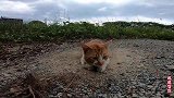遇到的野猫表面有点凶，却有意外惊喜，乖的在地上打滚