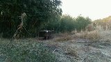 关在笼子里的野猪可不像家猪那么温顺，不过这铁笼真结实