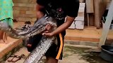 父子俩帮助家中蟒蛇蜕皮，蟒蛇被累到拉粑粑，全程太刺激了