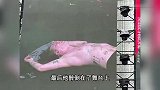 外国乐手音乐节误喝“广西公文包”，辣到摇头五官变形，本人回应