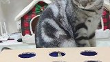别眨眼，我家小猫咪有八个心眼