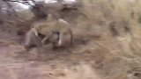 疣猪被豹子逮住了, 这回真是逃生无望了