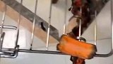 主人贴心为生病狗狗烤胡萝卜干看到成品绷不住了