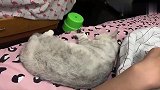 这猫做噩梦了吗，铲屎的太坏了