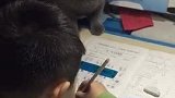 喵星人要不是你个熊孩子写作业不努力，本喵又怎么会被逼上岗